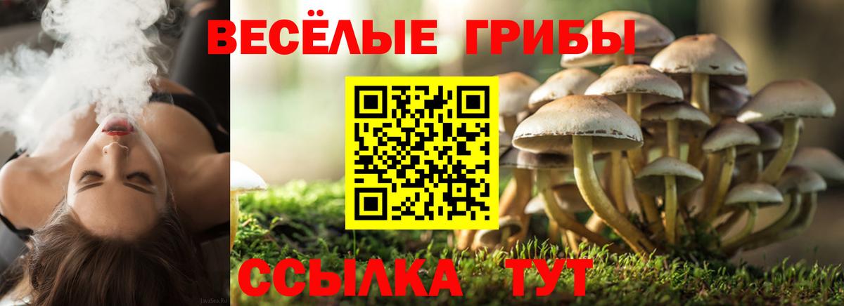 Строитель  Галлюциногенные грибы Cubensis  Вход с VPN 